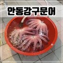 안동 여행 가볼만한곳 안동중앙신시장 문어 맛집 &#39;안동강구문어&#39;