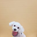 애견#(샾) 이미지