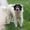 도그도그 이미지