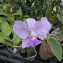 Cattleya walkeriana coerulea (Blue Angle × Toque Divino) 이미지