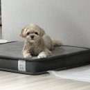 몽실펫 | 라클라우드 펫 몽실 매트리스 우리 댕댕이 관절을 위해 교체해줬어요 !!