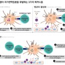 [科學카페] 바이러스 감염(感染)이 자가면역질환(自家免疫疾患)을 일으킬까 이미지