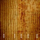 세계의 명소와 풍물 138 - 캘리포니아, 화이트 마운틴의 고대 브리슬콘 소나무 숲 이미지