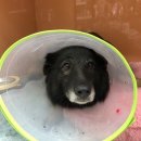 마야동물병원 이미지