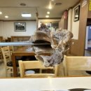 잠실고박사 이미지