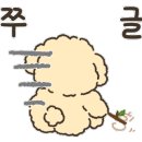 애견미용실 몽 이미지