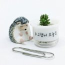애완선인장 이미지