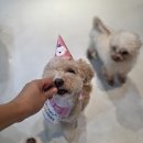 윤앤퍼피 이미지