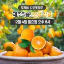 📢아라쇼 도깨비 X '오롯 제주직송! 조생 감귤🍊'23년12월4일오후8시 이미지