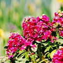 스프링플라워 이미지