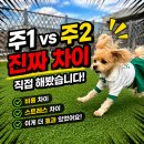 개운로또 | 강아지 유치원 주 1회 vs 주 2회｜말티푸 로또 실제 비교 후기