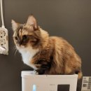 지니펫 | 고양이급식기 고양이급수기 대용량 펫지니 사용후기