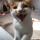 이상목장 네이버블로그