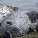 점박이 물범가족 이미지