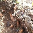 자연산천마 복용법 주의사항-천마판매-천마먹는법-야생천마- 이미지