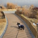 스타펫 | 수원 스타필드 펫파크 펫라운지 반려견 동반 솔직후기