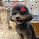 댕냥잇츠 이미지