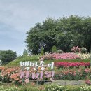 춘의역~도당근린공원 장미 이미지