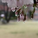 노노레타 이미지