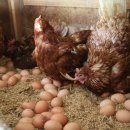 신선농장 이미지