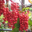 청산농원 이미지