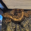 와우펫앤쥬 양산점 | 양산 파충류샵 와우펫앤쥬 양산점 – 아이들과 함께 즐기는 소동물 체험