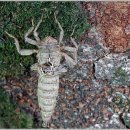 우화