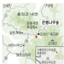 은행나무길 18 이미지