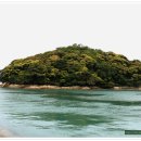 완도 주도 상록수림 이미지