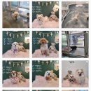 멍언니 쌀롱 이미지