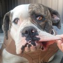 아델리오 이미지