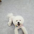 mm애견공방 이미지