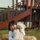 승민애견 이미지