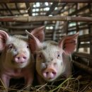 한계농장 이미지