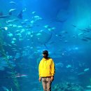 제주도 여행 아쿠아플라넷 제주 아쿠아리움 할인