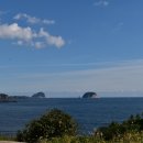 돼지콜