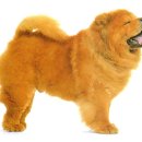 차우차우(Chow Chow) 이미지