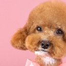 퀸펫살롱 이미지