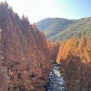 장태산 힐링타임 | 장태산 자연휴양림 11월 단풍 대전여행지 추천 : 포토존 꿀팁 정리