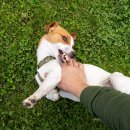 더파크동물의료센터 이미지