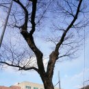 느티나무사거리 이미지