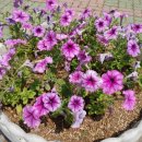 관저2동행정복지센터 이미지