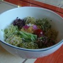 새싹의 아침 이미지