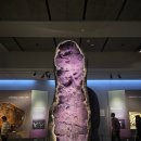 아메리칸 뮤지엄 오브 네츄럴 히스토리 / 뉴욕 자연사 박물관 루트 추천, 후기 보기