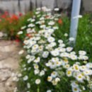 초정낚시터 이미지