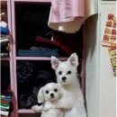 에코다