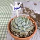 언더로뎀요양병원 | [언더로뎀요양병원] 원예테라피 다육이심기/다육이 분갈이🪴