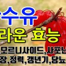 산수유 효능 씨 빼는 방법 이미지