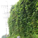 하오개길 이미지