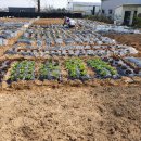 준2농장 이미지